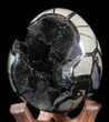 Septarian Geode - Shiny Black Crystals #34719-1